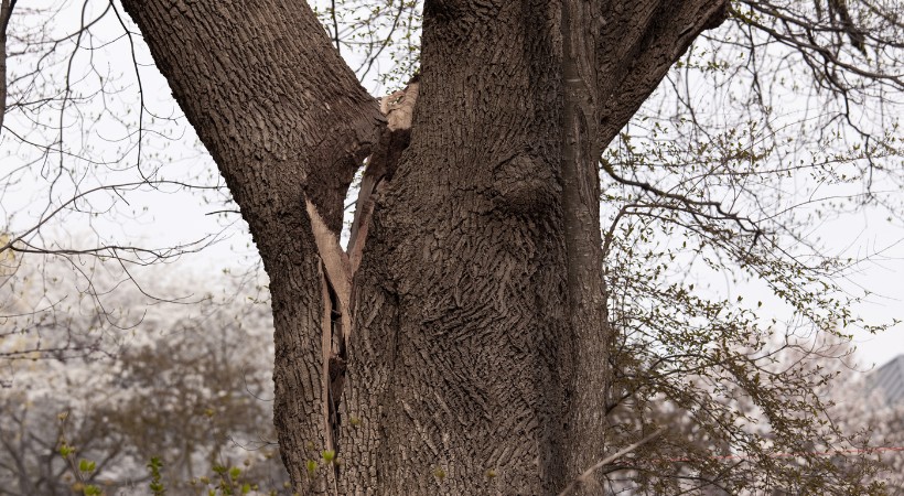 A deep vertical crack runs down the trunk of a mature oak below a weak co-dominant union.