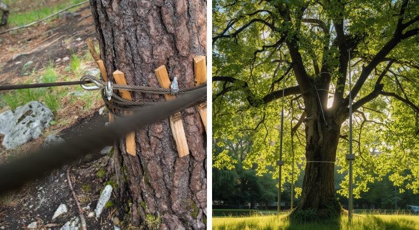A close-up of a steel cable anchored to a tree trunk on the left, with a wide view of a mature tree supported by multiple cables and braces on the right.