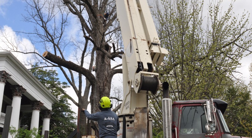 A-AAA Tree Service crew member in a yellow hard hat operating crane equipment next to a large damaged tree near a white columned house.