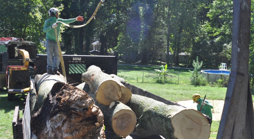 A-AAA Tree Service crew member standing on large tree logs loaded in a black truck bed, using a chainsaw in a residential backyard.