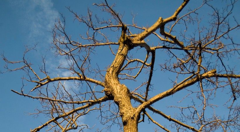 Bare tree branches with peeling bark against a blue sky, showing typical winter damage and stress during early spring in Baltimore.