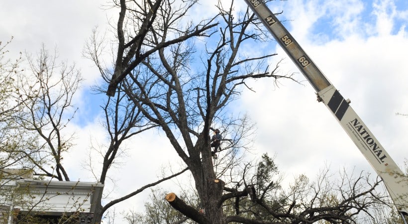 An A-AAA Tree Service crew using a National crane to dismantle a large dormant tree near a residential home in the Greater Baltimore area, with a freshly cut trunk section visible mid-removal.