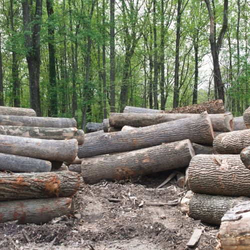 A-AAA-website-firewood-page-section-logs-stacked-forest A-AAA-website-firewood-page-section-logs-stacked-forest