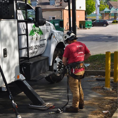 A-AAA-website-local-page-section-baltimore-crew-prepping A member of the A-AAA team preparing his safety gear before a tree removal job in Baltimore, MD.