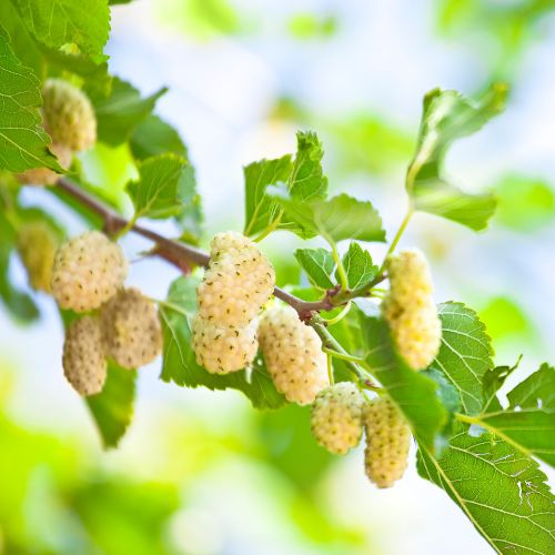 The fruit of a mulberry tree in the summer in the Greater Baltimore Area.