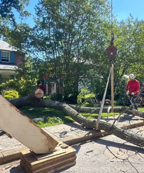 A-AAA Tree Service crew cutting up and clearing the last sections of a large removed tree in front of a suburban home