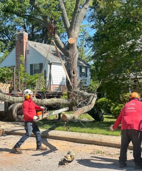A-AAA Tree Service arborist in a bucket lift trimming the dense green canopy of a large maple