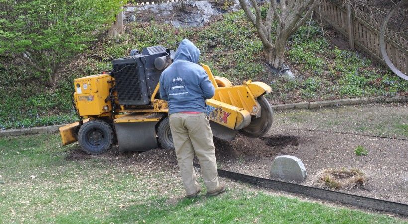 A-AAA technician operating a stump grinder in a Baltimore-area backyard.