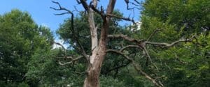 A large dead tree with bare, brittle branches standing among a full green summer canopy in a Maryland woodland.