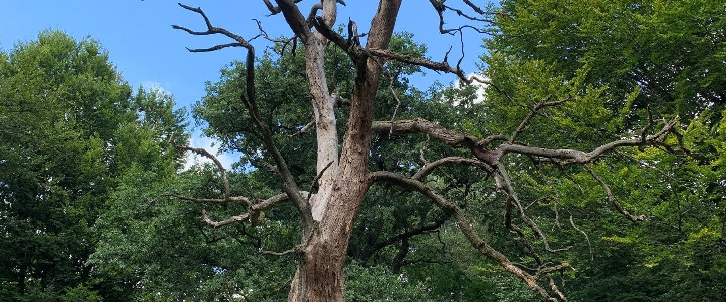 A large dead tree with bare, brittle branches standing among a full green summer canopy in a Maryland woodland.