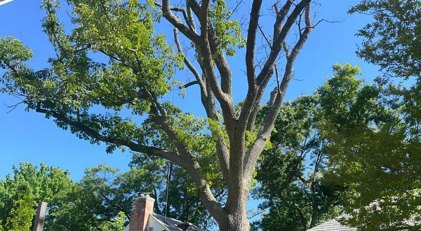 A mature tree with a thin, largely bare upper canopy over a house under a clear summer sky.