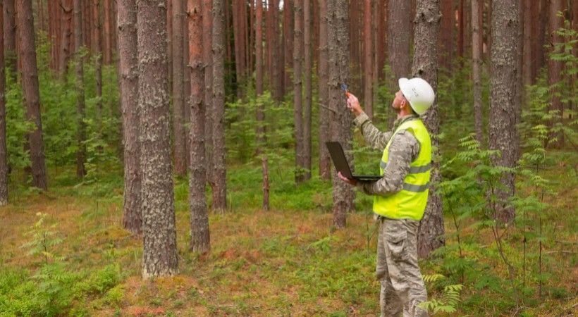 A tree care professional in a hard hat and hi-vis vest holding a laptop while assessing a tree canopy in a forest.