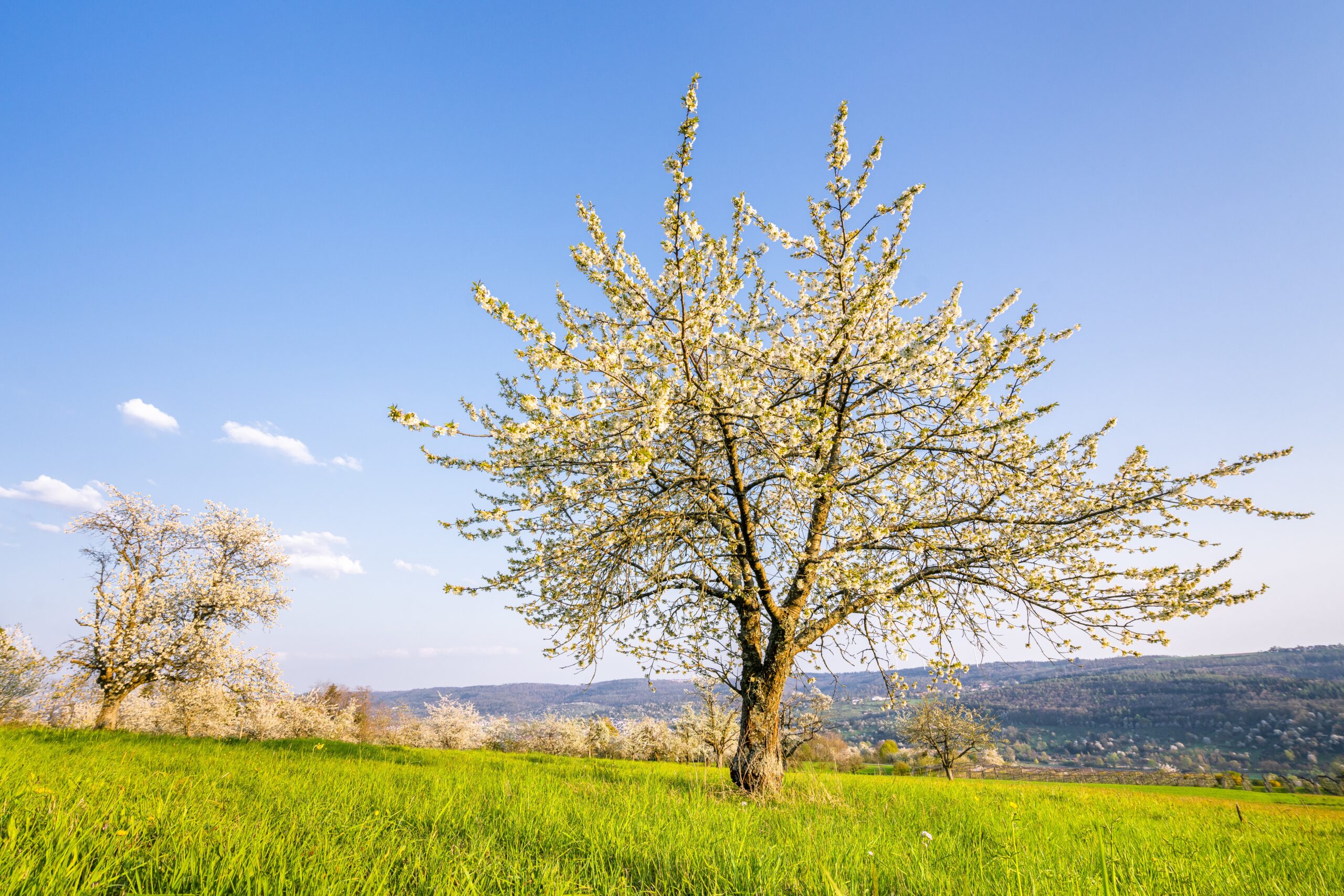 A-AAA Tree Service gallery 6