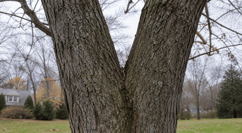 Co-dominant stems with included bark are weakly attached, and they are easy to miss from the ground. Close-up of a tree trunk splitting into two similar-sized stems with included bark at the union.