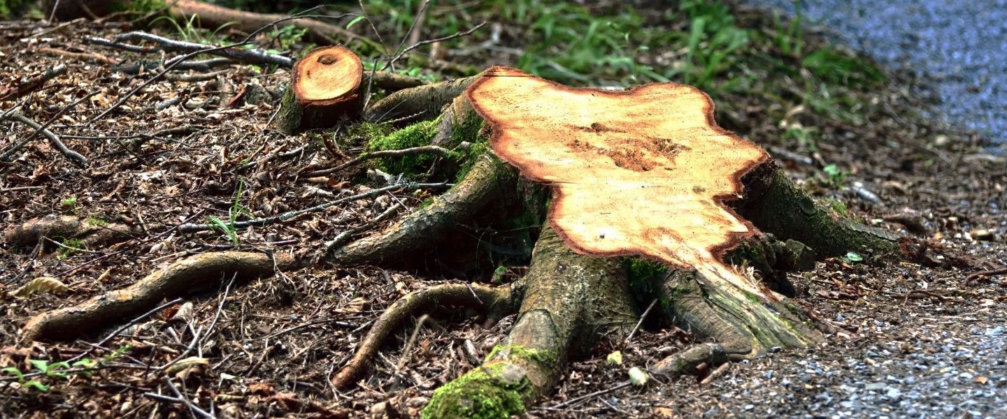 Freshly cut tree stump with exposed roots on a Maryland property.