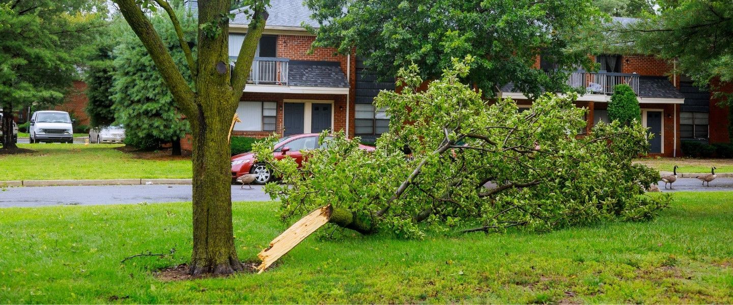 Large broken tree limb down across a residential front yard after a summer storm.