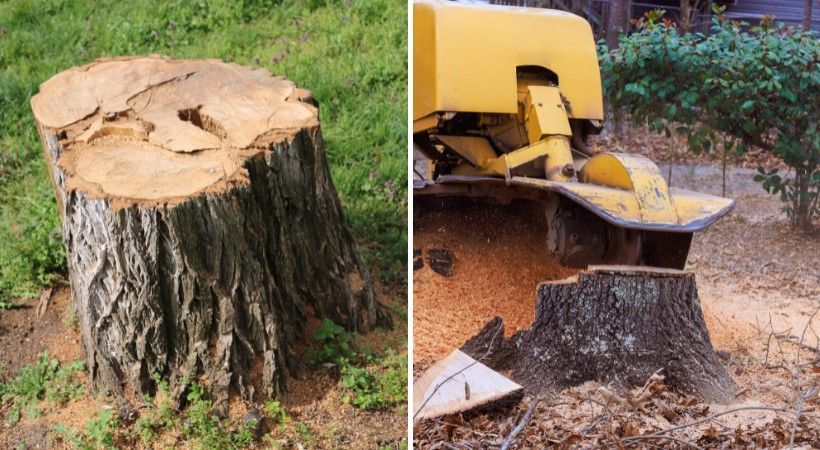 Large tree stump beside a stump grinder surrounded by fresh wood chips.