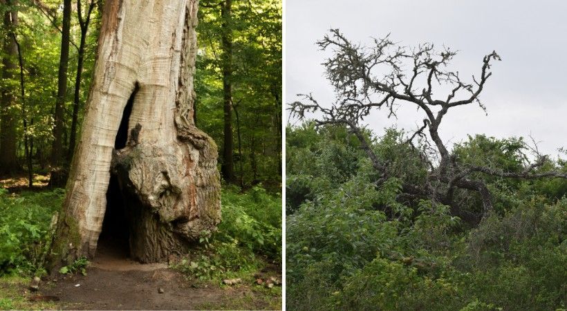 Left, a tree trunk with a large hollow cavity and decay at the base; right, a brittle tree with a sparse, dying canopy.