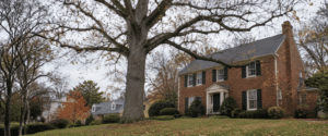 Mature leafless tree with bare branches overhanging a brick home in a Baltimore neighborhood.