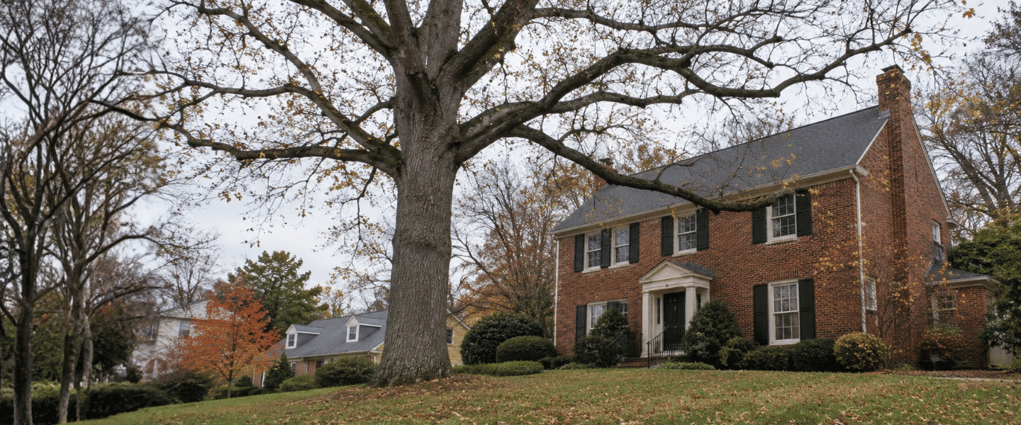 Mature leafless tree with bare branches overhanging a brick home in a Baltimore neighborhood.