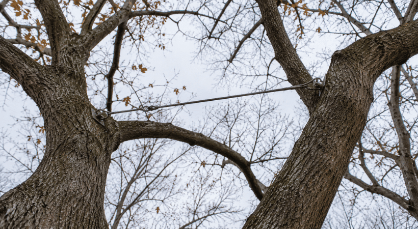 Cabling and bracing can reduce the risk of failure in a tree with a manageable structural weakness. Steel cable installed between two large limbs high in a tree canopy for structural support.
